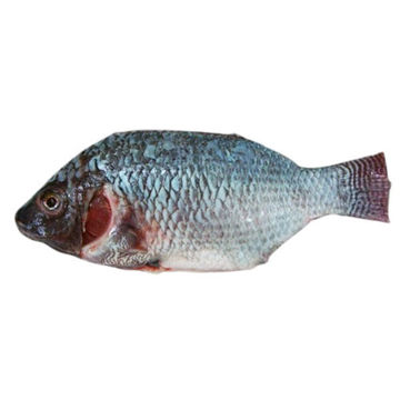 Picture of FRESH TILAPIA GILL GUTTED & SCALED OFF (GGS)  550-800G